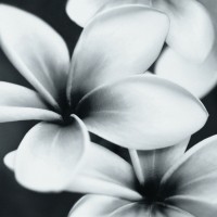 Настенный декор Opoczno Pret-a-Porter Grey Flower Composition 75x75 (компл)